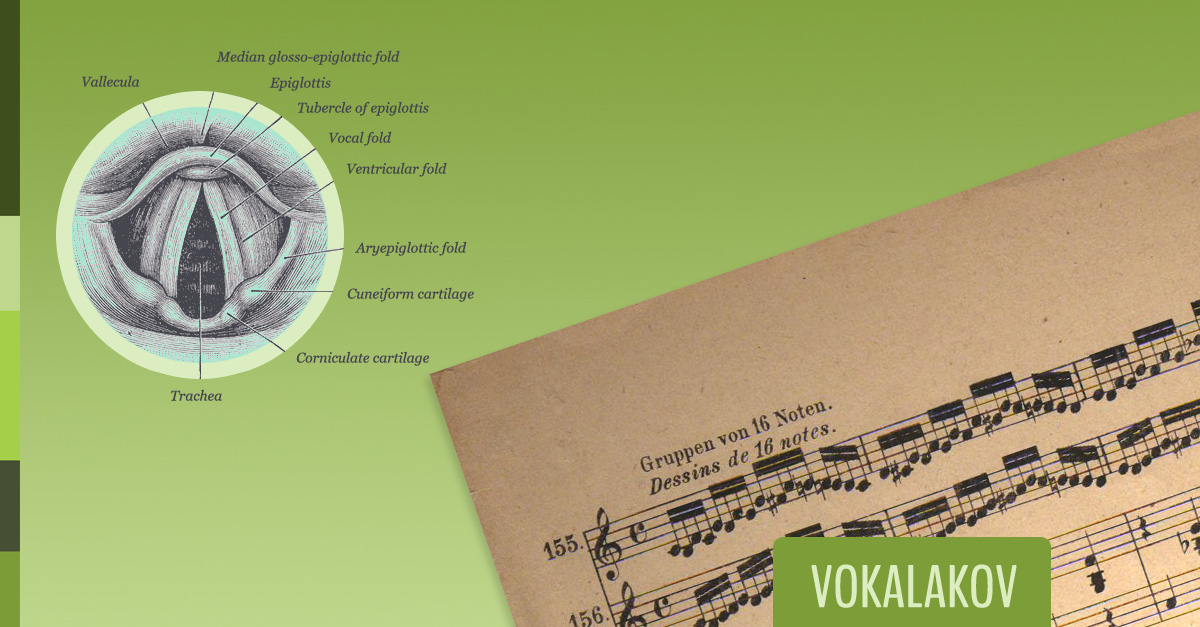 Die Stimmbänder massieren VOKALAKOV